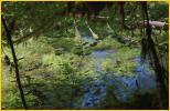 Pond