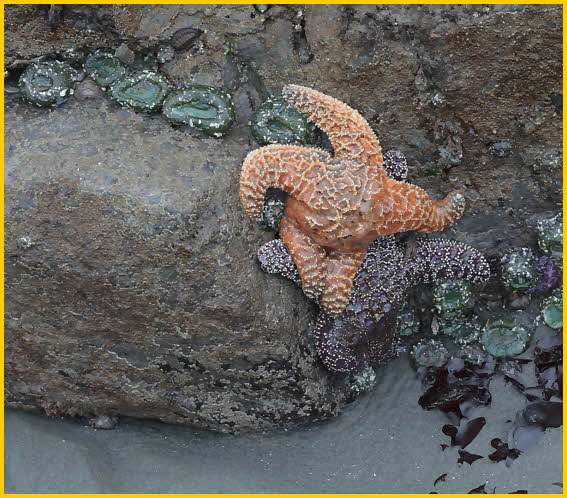 Orange Starfish
