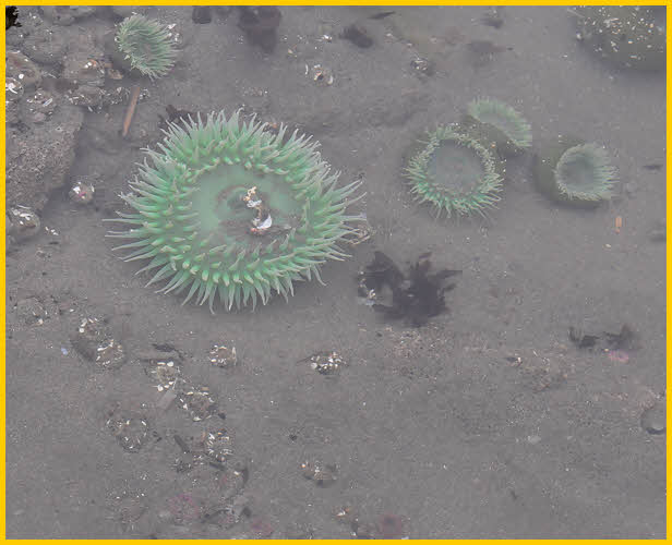 Sea Anemone