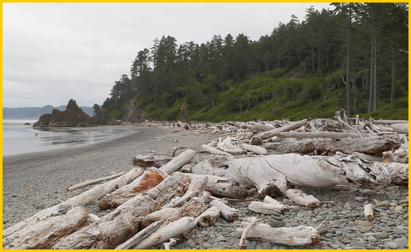 Drift Wood