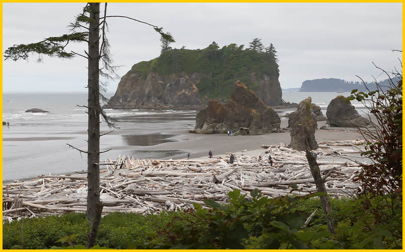 Drift Wood and Sea Stacks