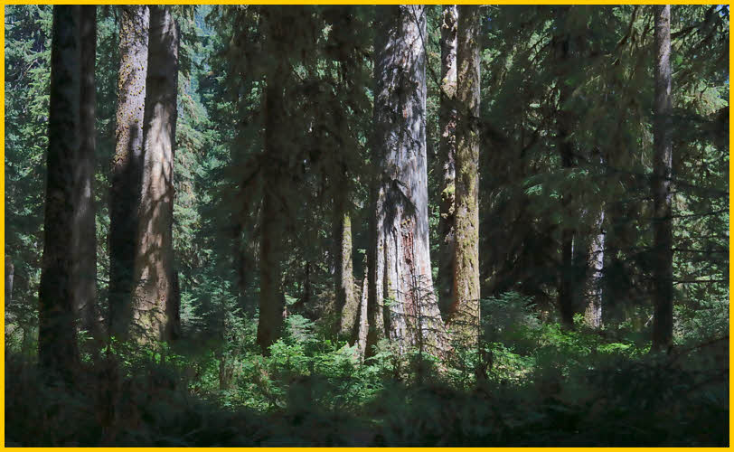 Large Trees