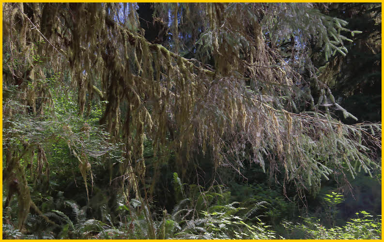 Moss