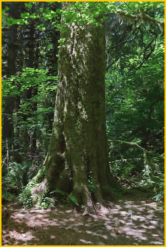 Big Tree