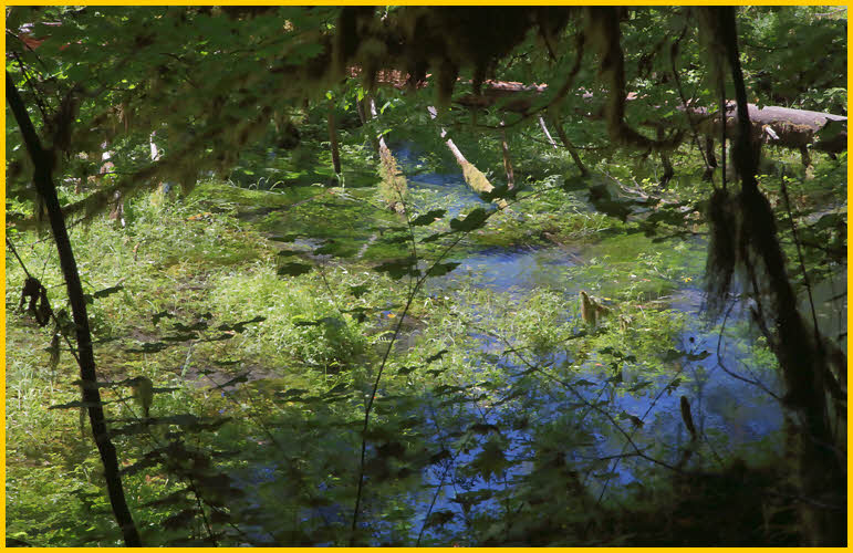 Pond