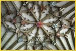 Cloister Ceiling