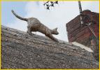 The Straw Cat