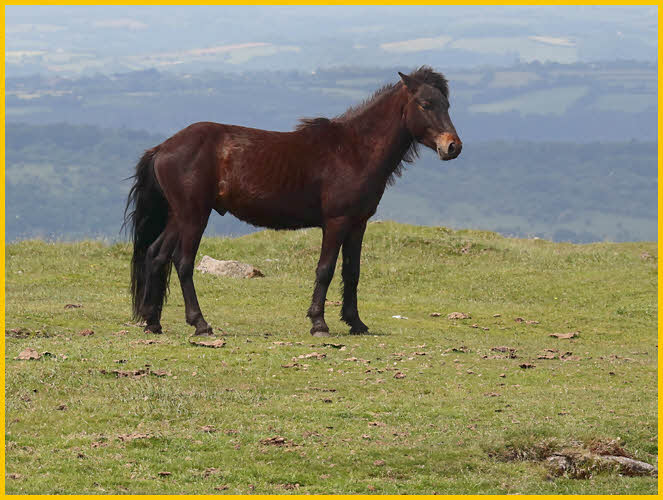 Dartmoor Pony