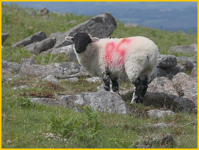 Dartmoor Sheep