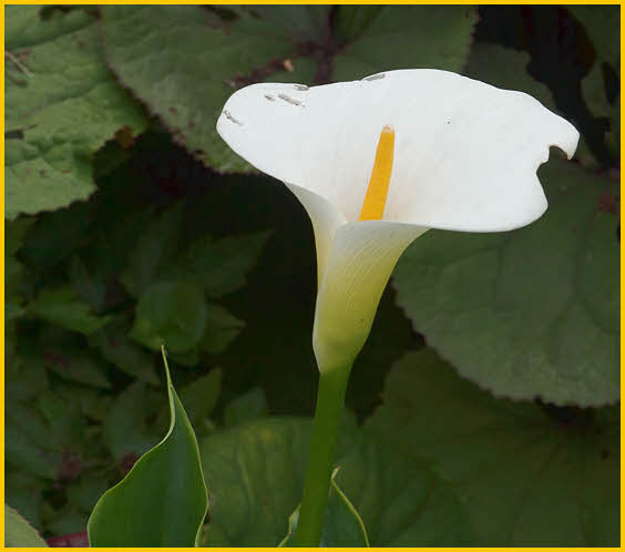 White Flower