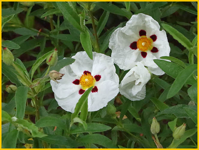 White Flowers