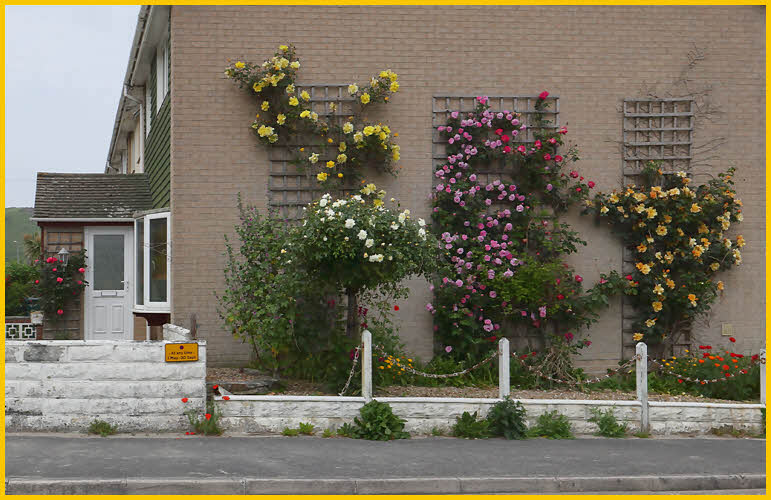 House with Roses