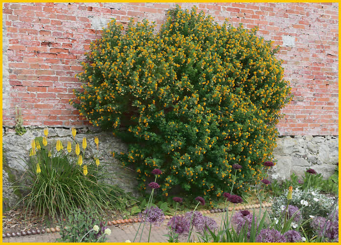 St Michaels Mount Garden