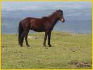 Dartmoor Pony