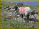 Dartmoor Sheep