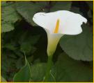 White Flower
