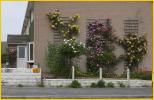 House with Roses