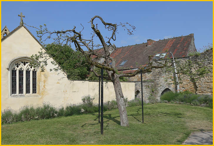 Glastonbury Thorn Tree