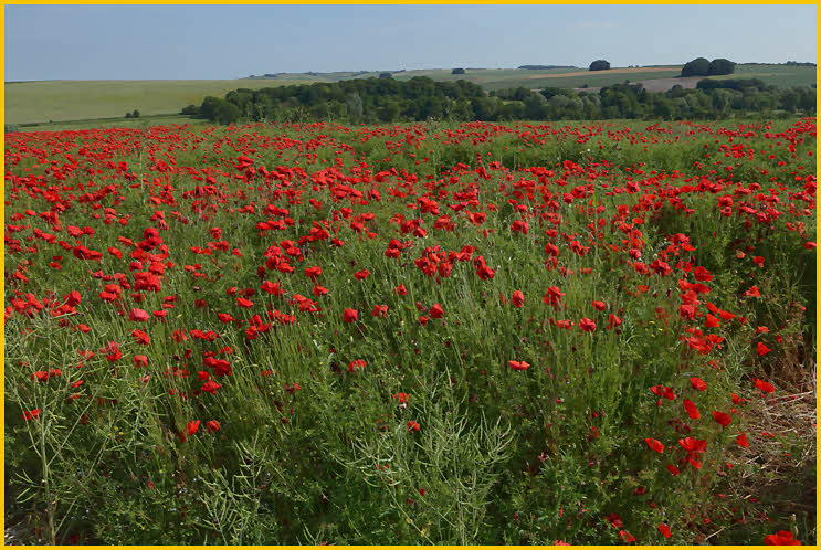 Field of Poppies