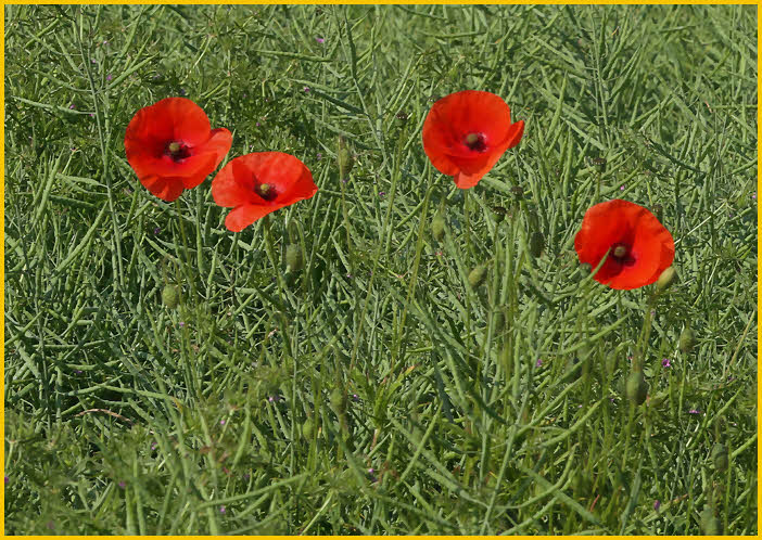 Poppies