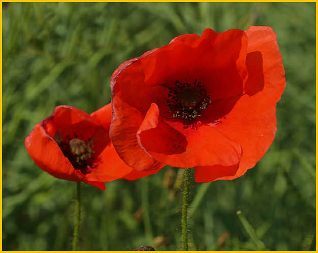 Poppies