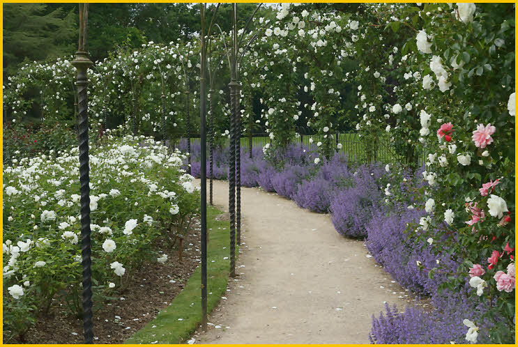 Rose Garden