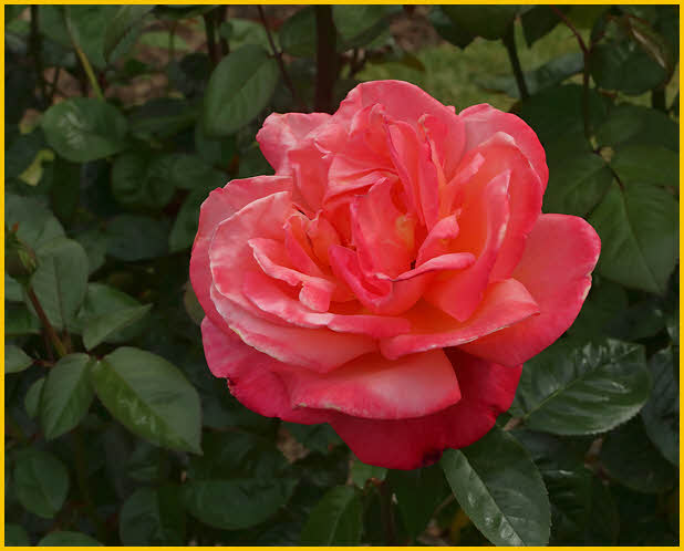 Red Rose