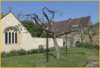 Glastonbury Thorn Tree