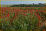 Field of Poppies