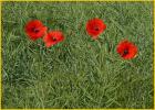 Poppies
