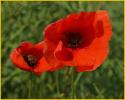 Poppies