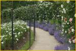 Rose Garden