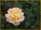 Pink and Yellow Rose