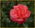 Red Rose