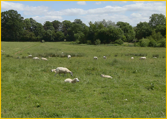 Grazing Sheep