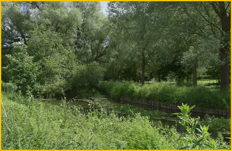 Stream and Bridge