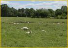 Grazing Sheep