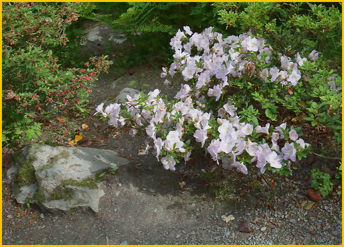 White Flowers