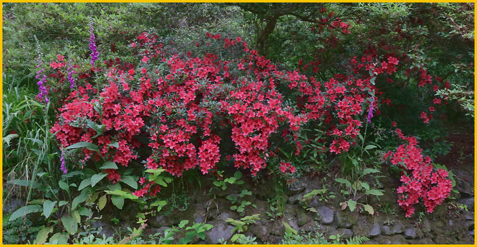 Red Flowers