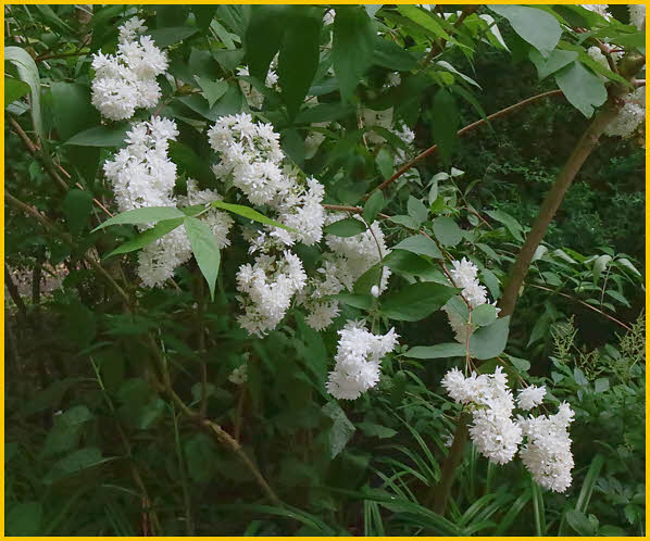 White Flowers
