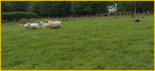 Sheep Dog bringing in a Sheep