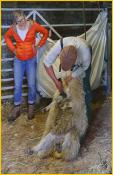 Gareth and Rhian Shearing a Sheep