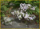 White Flowers