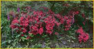 Red Flowers