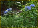 Blue Flowers