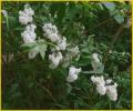 White Flowers
