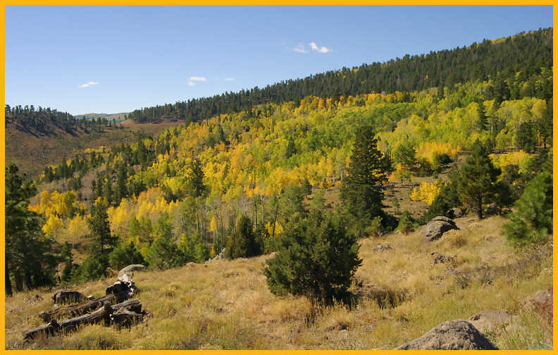 Aspen Gold
