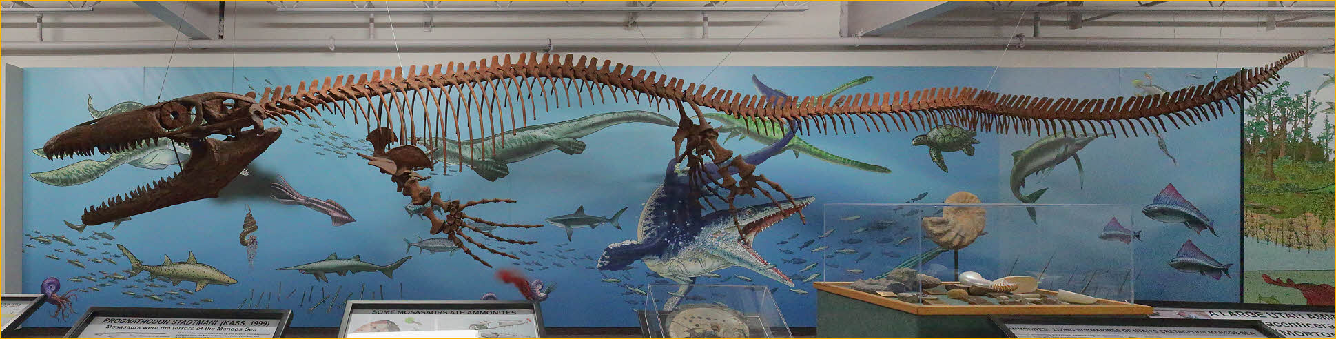 Prognathodon Stadtmani