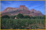 Virgin River Valley Vineyard