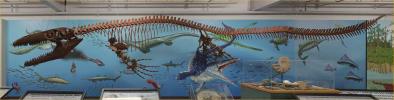 Prognathodon Stadtmani